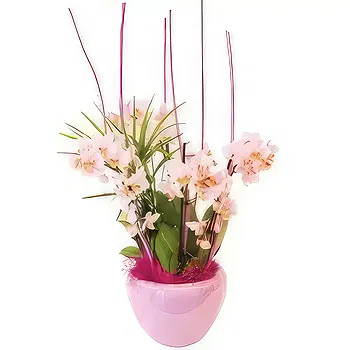 France flowers  -  Cup of mini Sweety Orchids Flower Delivery
