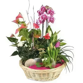 France flowers  -  Cup of plants The Flower Palace Delivery