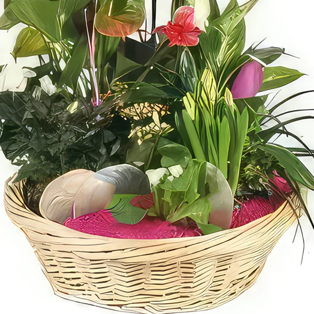 Στρασβούργο λουλούδια- Φλιτζάνι φυτά Το παλάτι των λουλουδιών Μπουκέτο/ρύθμιση λουλουδιών