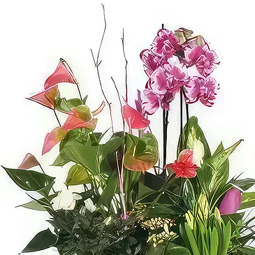 Bayonne flowers  -  Cup of plants The Flower Palace Flower Bouquet/Arrangement