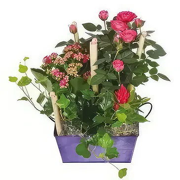 Marseille blomster- Kop med planter Jardin d'Italie Blomst buket/Arrangement