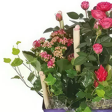 Marseille blomster- Kop med planter Jardin d'Italie Blomst buket/Arrangement