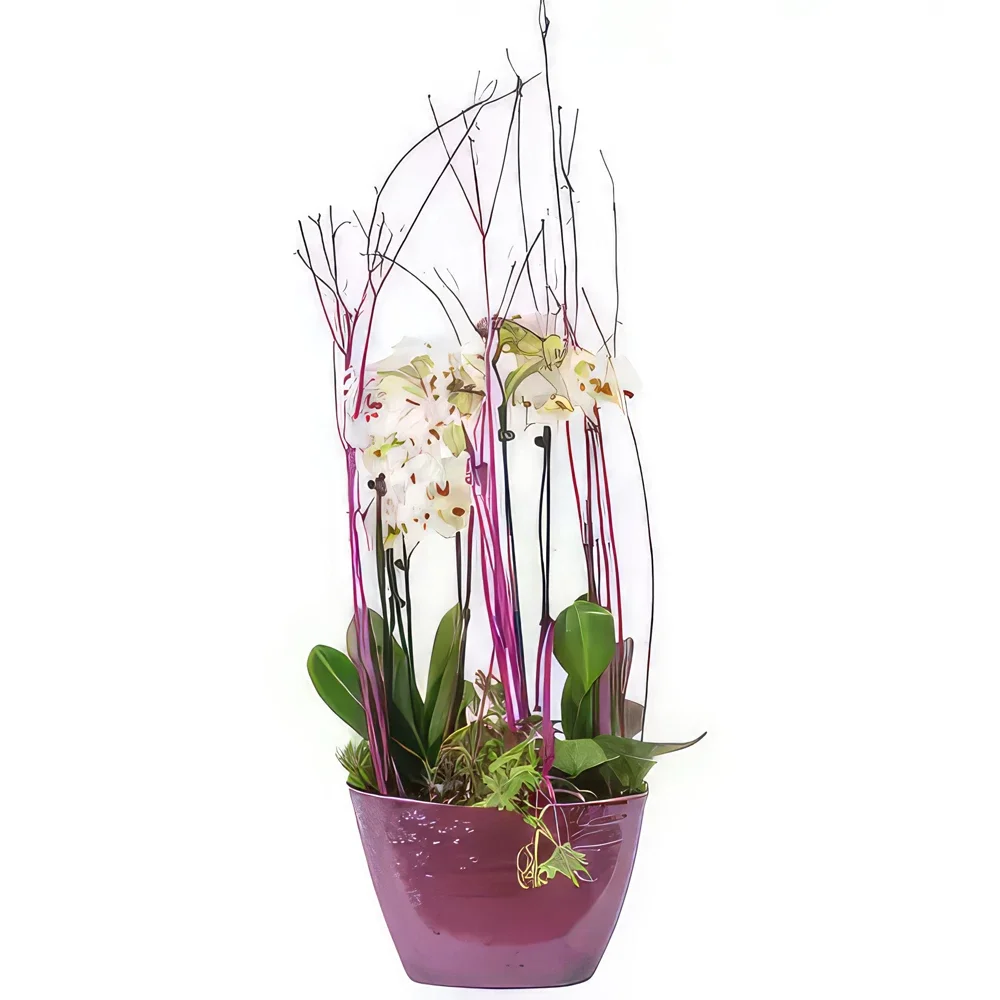 Tarbes цветя- Чаша с бели орхидеи Comtesse de Ségur Букет/договореност цвете