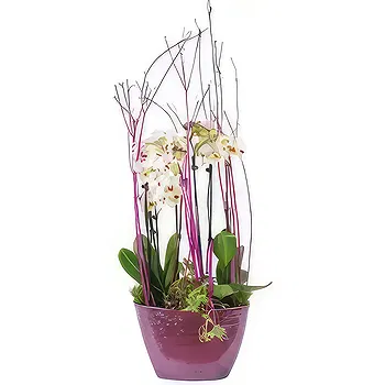 France flowers  -  Cup of white orchids Comtesse de Ségur Flower Delivery