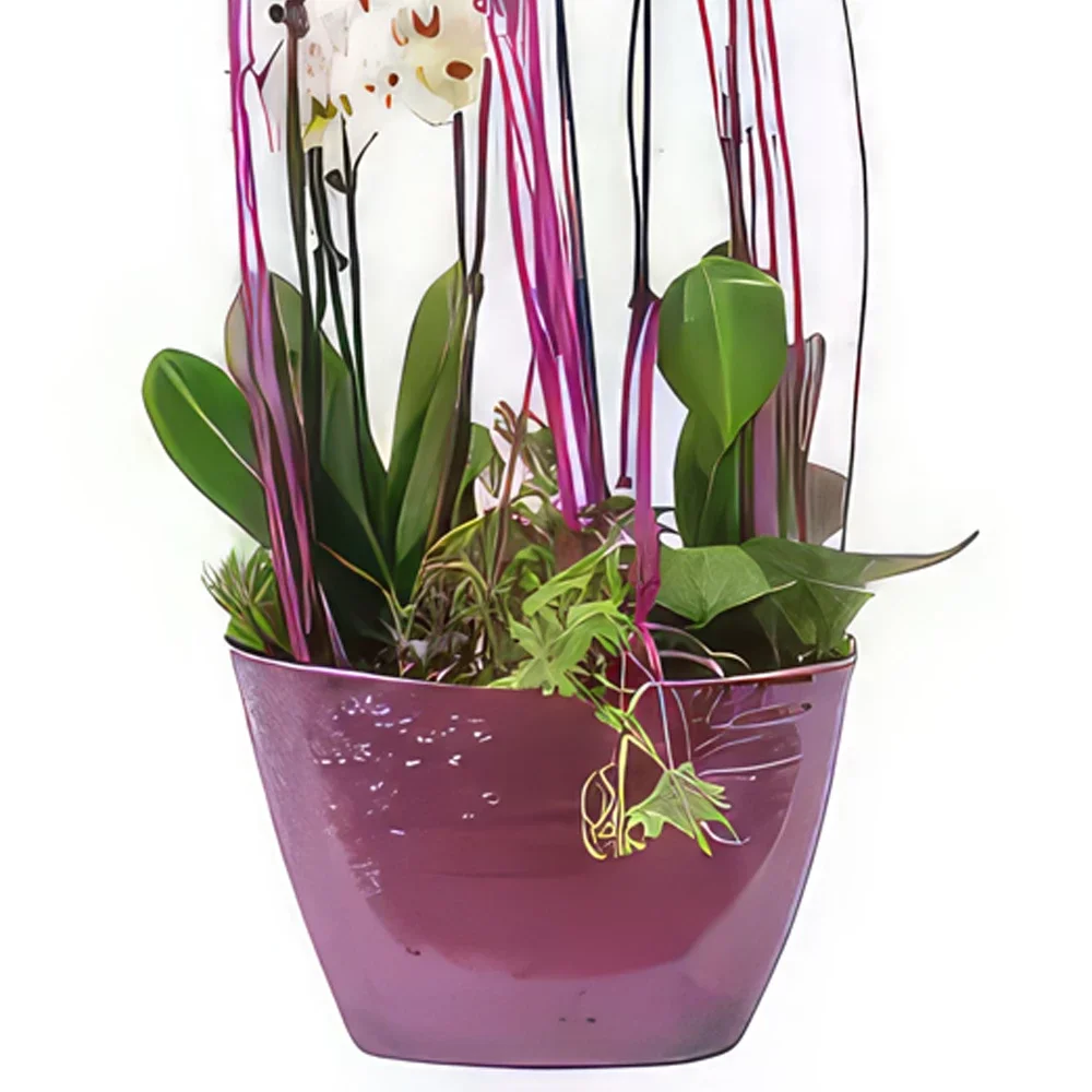 Бордо цветя- Чаша с бели орхидеи Comtesse de Ségur Букет/договореност цвете