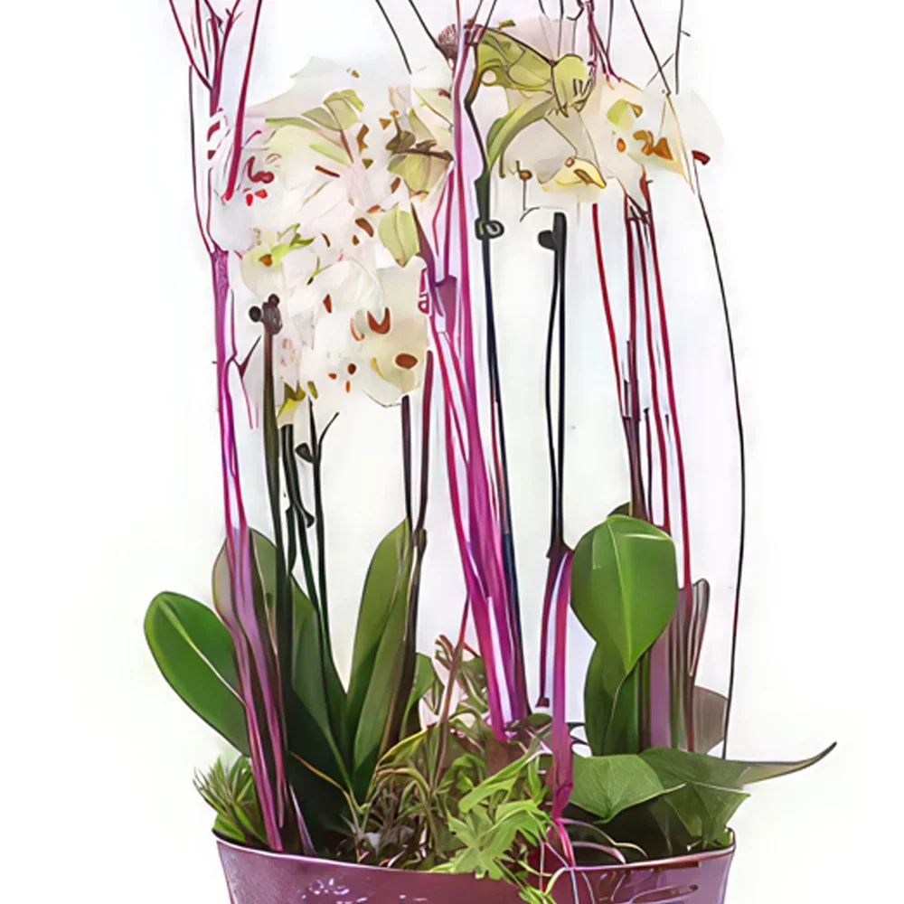 Στρασβούργο λουλούδια- Φλιτζάνι λευκές ορχιδέες Comtesse de Ségur Μπουκέτο/ρύθμιση λουλουδιών