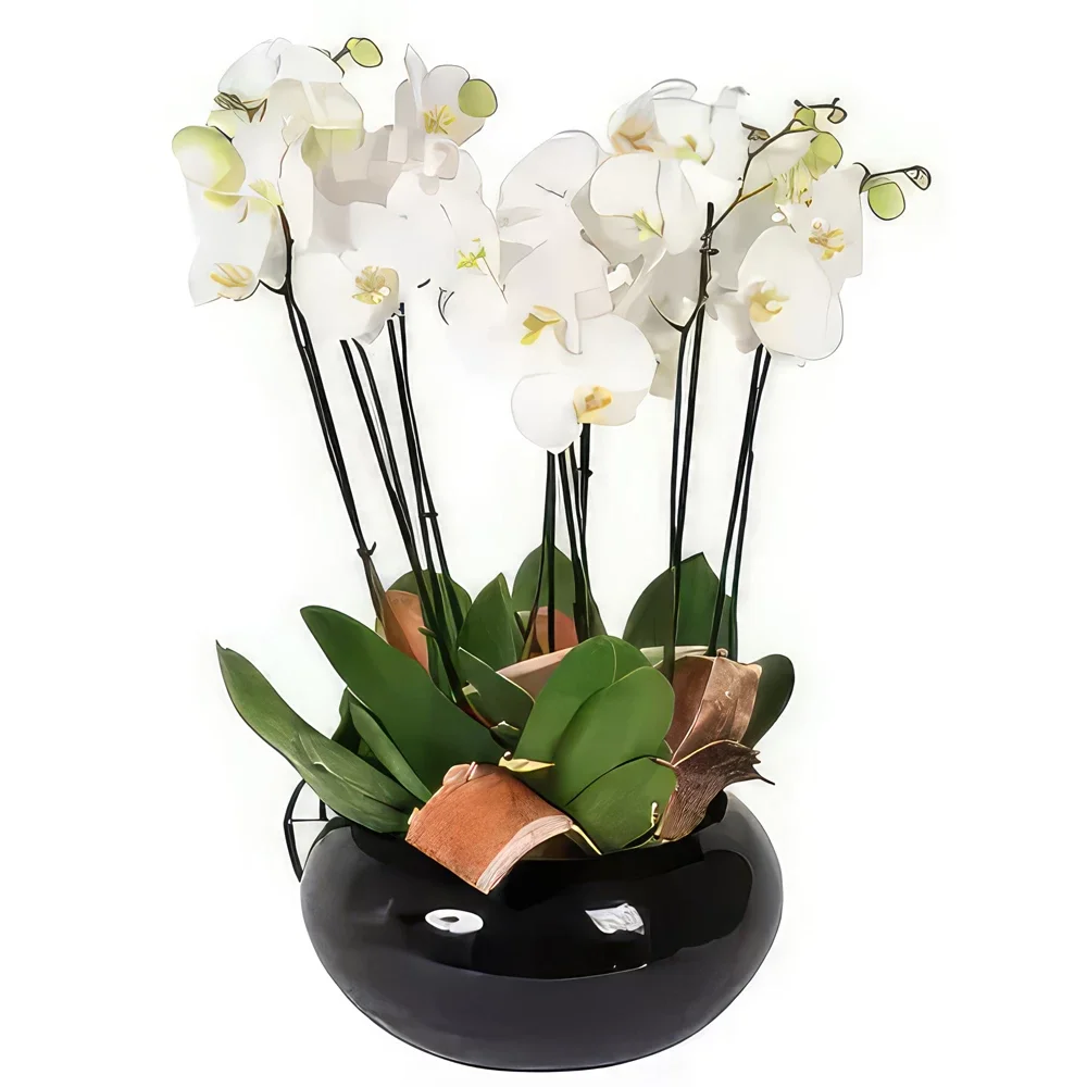 Toulouse kukat- Cup of White Orchids Dolly Kukka kukkakimppu