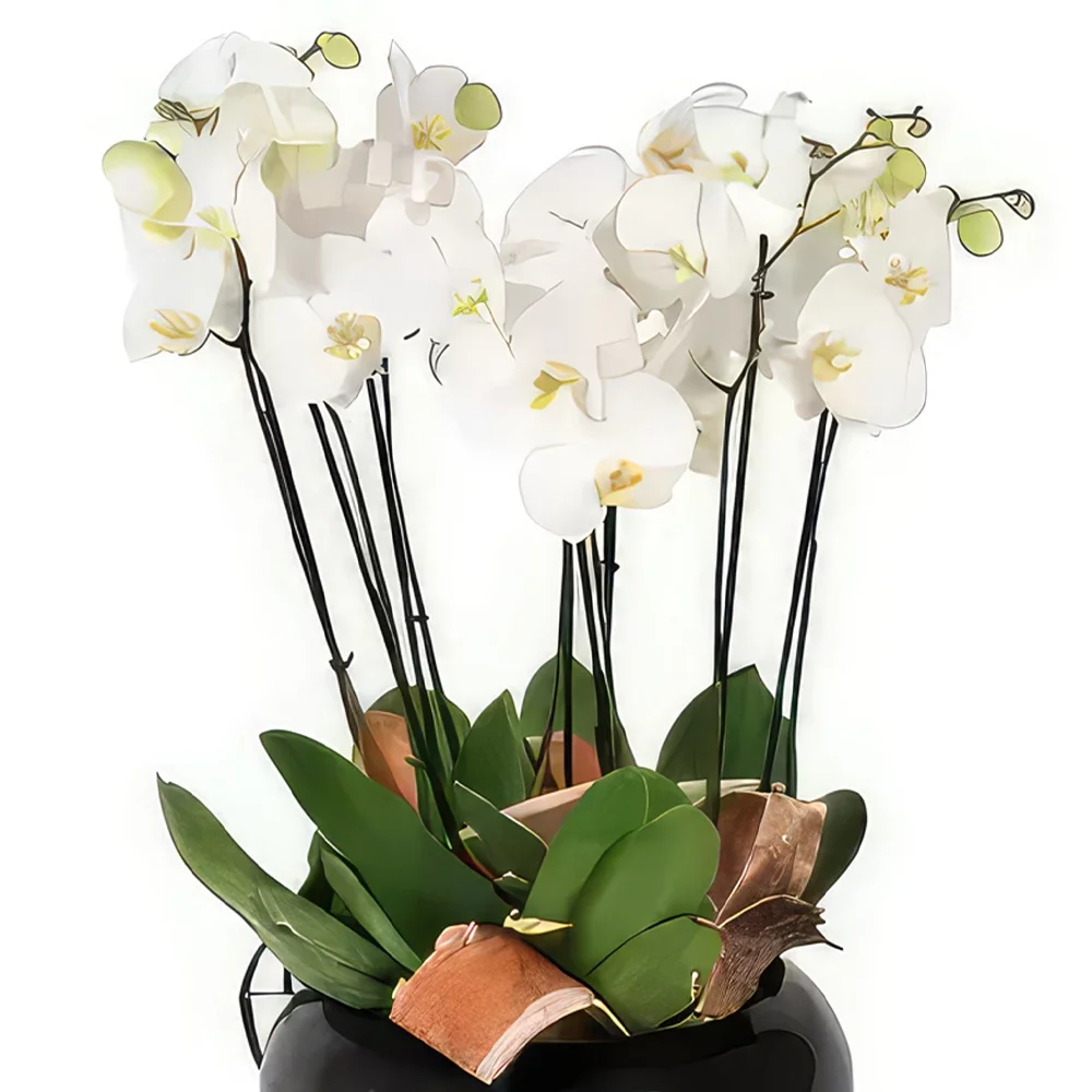 Бордо цветя- Чаша с бели орхидеи Доли Букет/договореност цвете