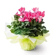 Brasilien Online Blumenhändler - Geschenk Cyclamen Blumenstrauß