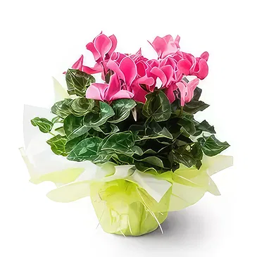 Santa Maria flowers  -  Gift Cyclamen Flower Bouquet/Arrangement