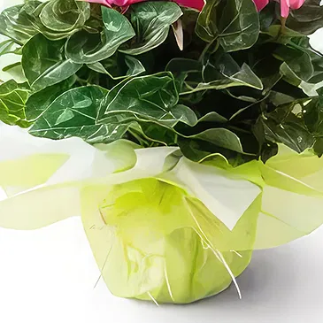 Santa Maria flowers  -  Gift Cyclamen Flower Bouquet/Arrangement
