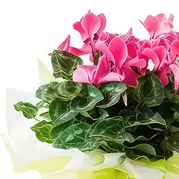 Santa Maria flowers  -  Gift Cyclamen Flower Bouquet/Arrangement