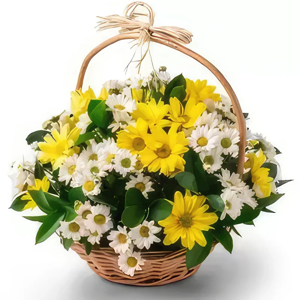 Белу-Оризонти цветы- Двухцветная Дейзи Баскет Цветочный букет/композиция