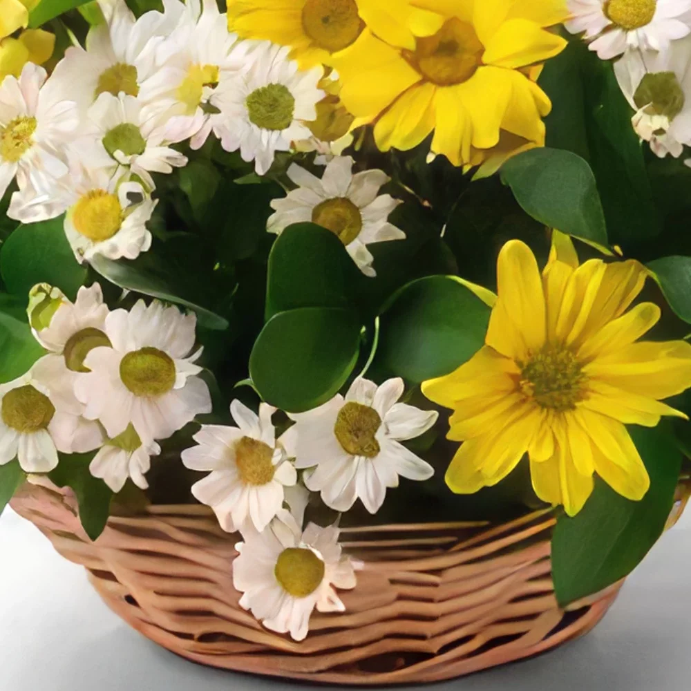 Σαλβαντόρ λουλούδια- Καλάθι μαργαρίτας δύο χρωμάτων Μπουκέτο/ρύθμιση λουλουδιών