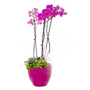 Italy online Florist - Plant to give as a gift for the inauguration Bouquet