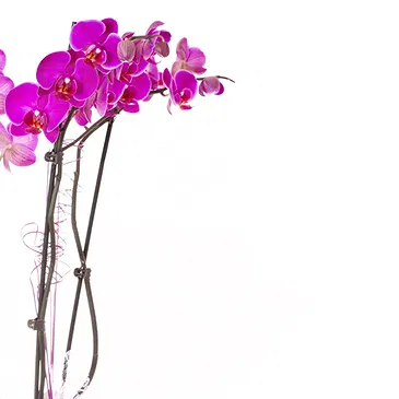 Italy flowers  -  Plant to give as a gift for the inauguration Flower Bouquet/Arrangement
