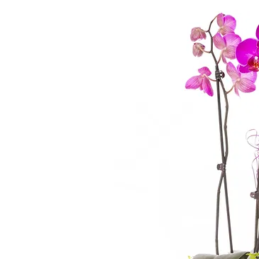 Italy flowers  -  Plant to give as a gift for the inauguration Flower Bouquet/Arrangement