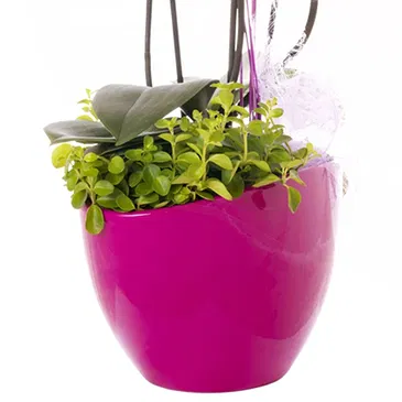 Italy flowers  -  Plant to give as a gift for the inauguration Flower Bouquet/Arrangement