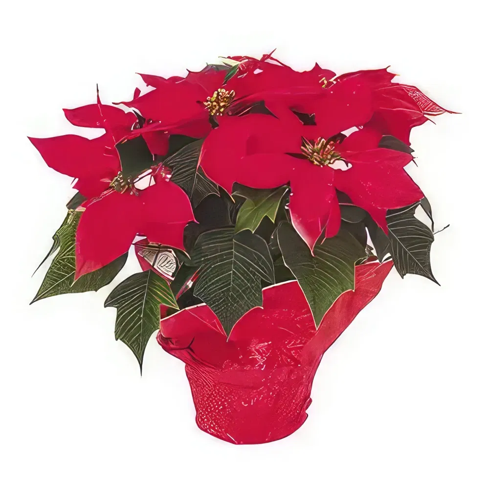 flores Alicante floristeria -  Gloria roja