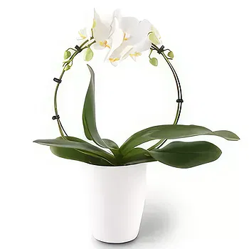Germany flowers  -  Delicate Decor Flower Delivery