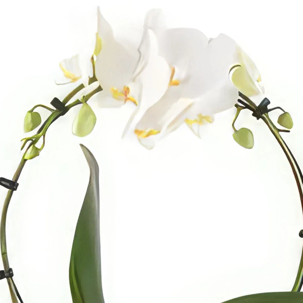 ニュルンベルク 花- 繊細な装飾 花束/フラワーアレンジメント