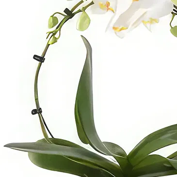 Germany flowers  -  Delicate Decor Flower Bouquet/Arrangement