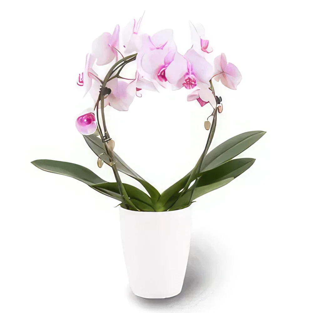 Nurnberg kwiaty- Delikatne Płatki Bukiet ikiebana