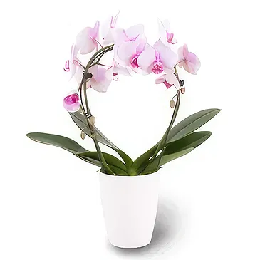 Berlin flowers  -  Delicate Petals Flower Bouquet/Arrangement