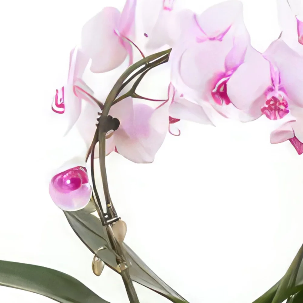 flores Essen floristeria -  pétalos delicados Ramo de flores/arreglo floral