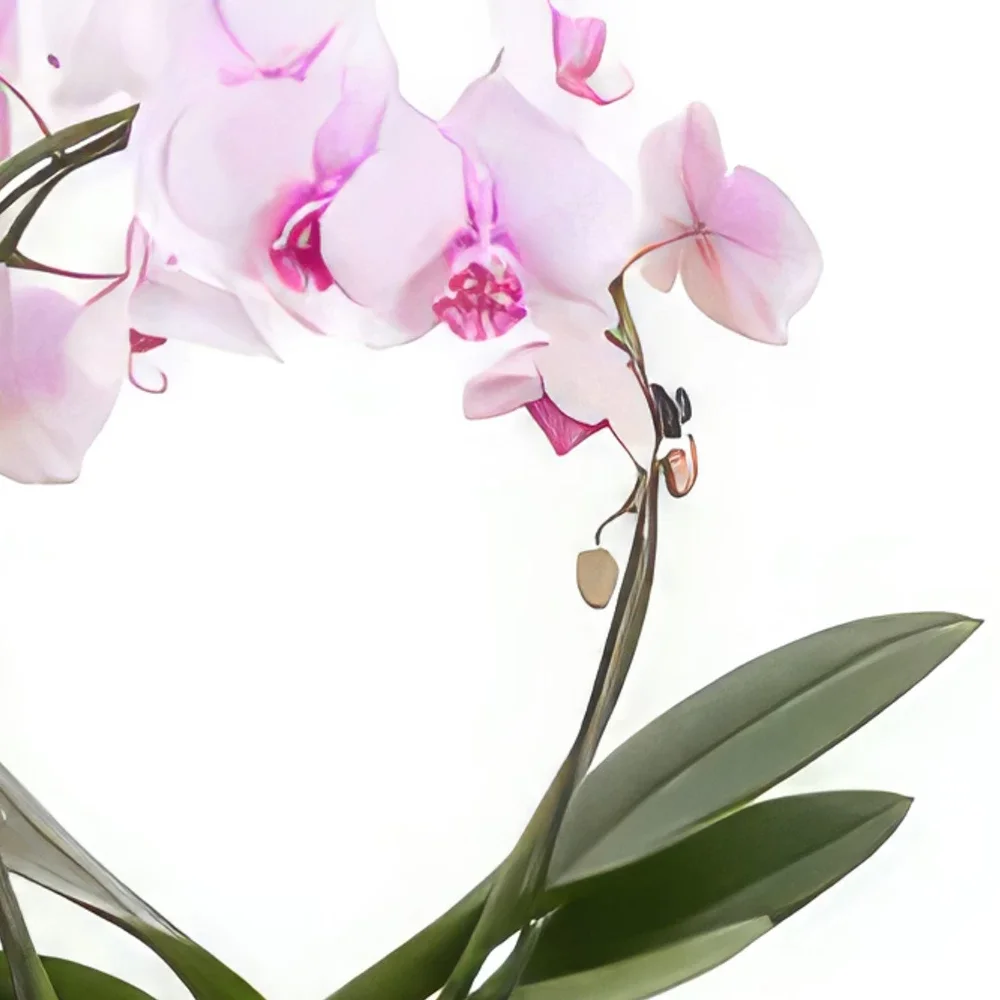 بائع زهور دريسدن- بتلات حساسة باقة الزهور