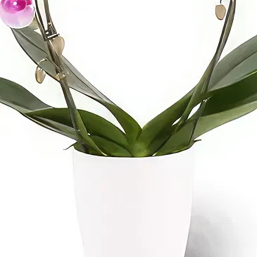 Berlin flowers  -  Delicate Petals Flower Bouquet/Arrangement