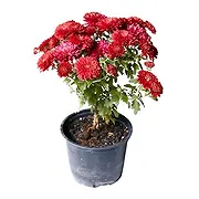 Catania online Florist - Red chrysanthemum plant. Bouquet