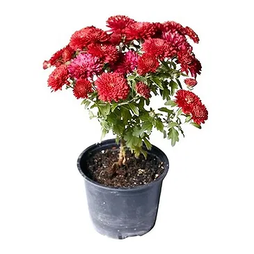 Vignone flowers  -  Red chrysanthemum plant. Flower Bouquet/Arrangement
