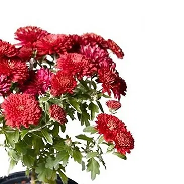 Vignone flowers  -  Red chrysanthemum plant. Flower Bouquet/Arrangement