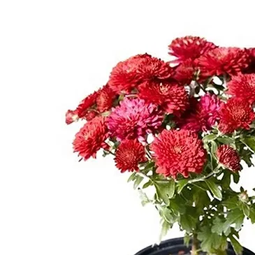 Vignone flowers  -  Red chrysanthemum plant. Flower Bouquet/Arrangement