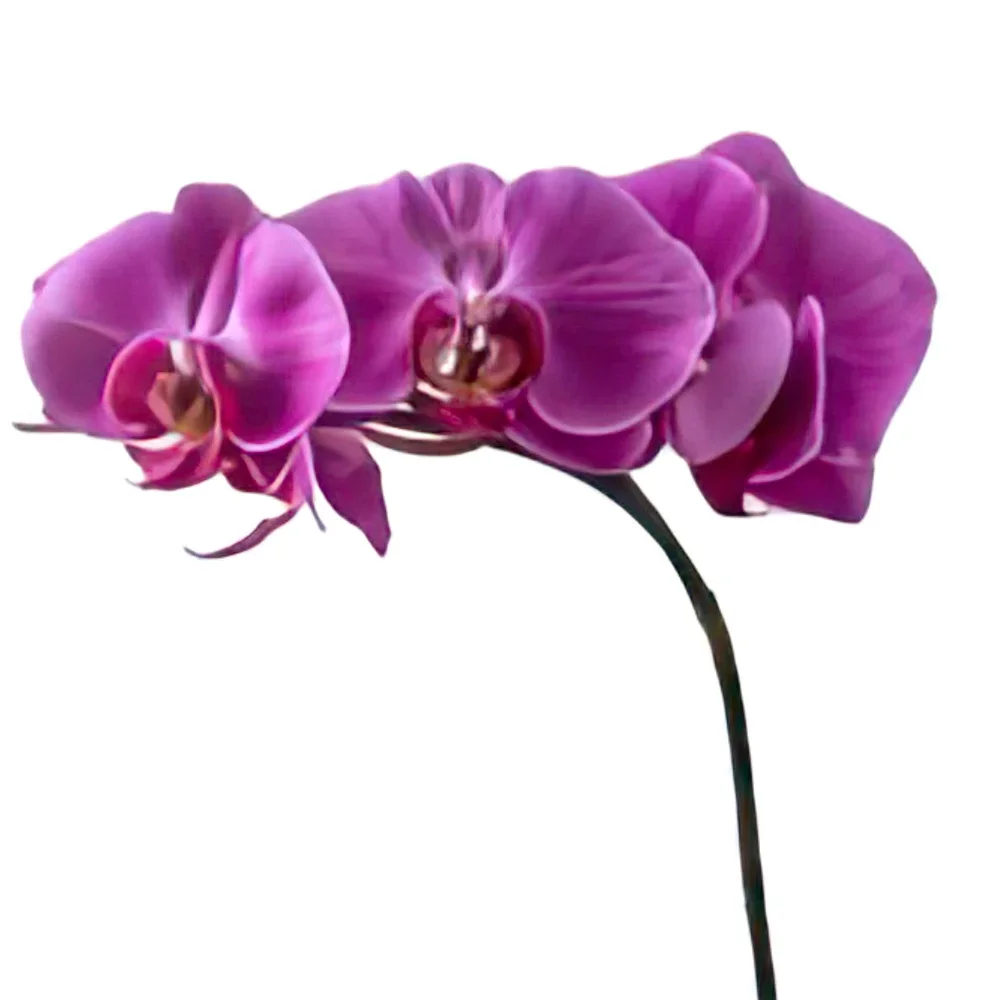 Belém blomster- Rosa og sjokolade Phalaenopsis Orchid Blomsterarrangementer bukett