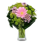 Spanien Online Blumenhändler - Gerbera-Tanzstrauß Blumenstrauß