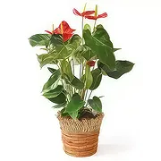Orléans Florista online - Planta despoluidora Arthur, o Antúrio Buquê