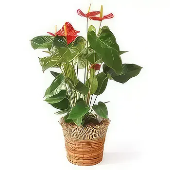 fiorista fiori di Laval- Impianto disinquinante Arthur the Anthurium Fiore Consegna