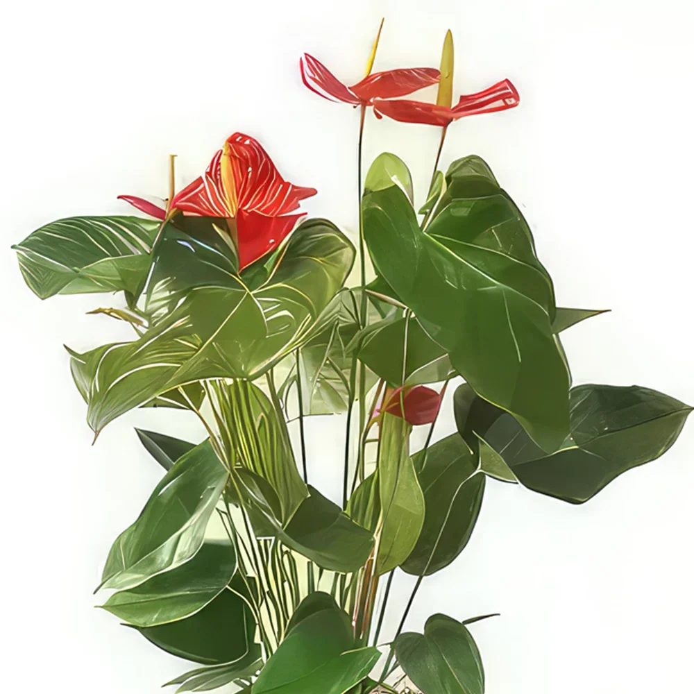 flores Lille floristeria -  Planta descontaminante Arthur the Anthurium Ramo de flores/arreglo floral