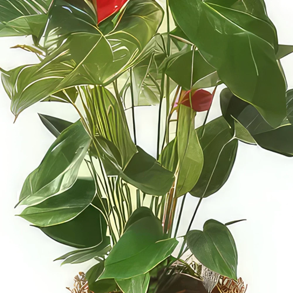Бордо цветя- Очистващо растение Артур Антуриумът Букет/договореност цвете