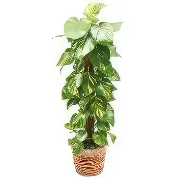 fiorista fiori di Laval- Impianto disinquinante Athos il Pothos Fiore Consegna