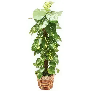 fiorista fiori di Laval- Impianto disinquinante Athos il Pothos Bouquet floreale