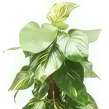 fiorista fiori di Laval- Impianto disinquinante Athos il Pothos Bouquet floreale