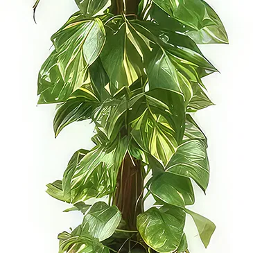 fiorista fiori di Laval- Impianto disinquinante Athos il Pothos Bouquet floreale