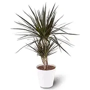 Germany online Florist - dragon plant Bouquet
