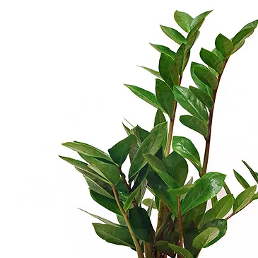 Vignone flowers  -  Zamioculcas Plant Flower Bouquet/Arrangement