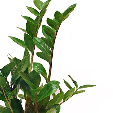 Vignone flowers  -  Zamioculcas Plant Flower Bouquet/Arrangement