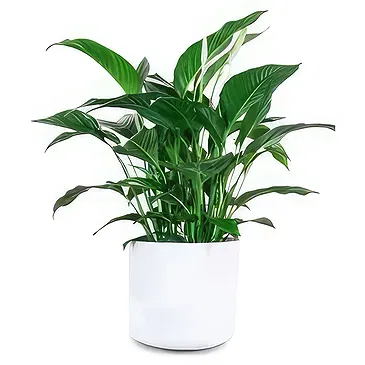 Spain flowers  -  Peace Lily Flower Bouquet/Arrangement