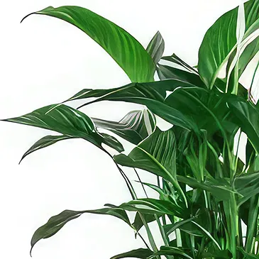 Spain flowers  -  Peace Lily Flower Bouquet/Arrangement